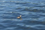 Baby Loon0603