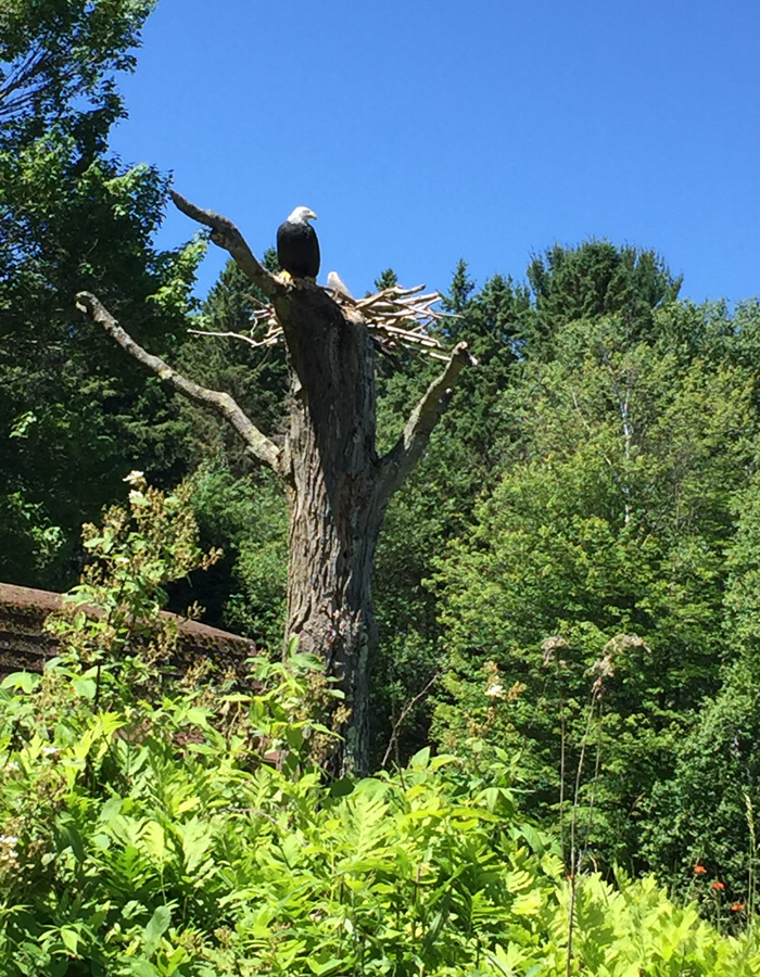 Do you know where this eagle is on Crescent Lake? Photo by Sue Binder