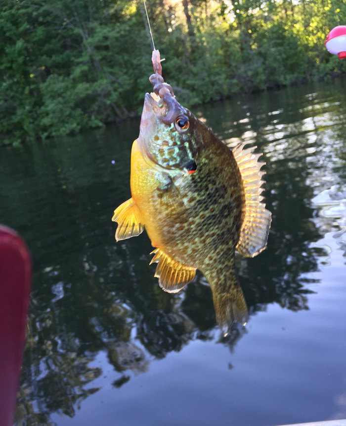 Fishing Fun by Sue Binder
